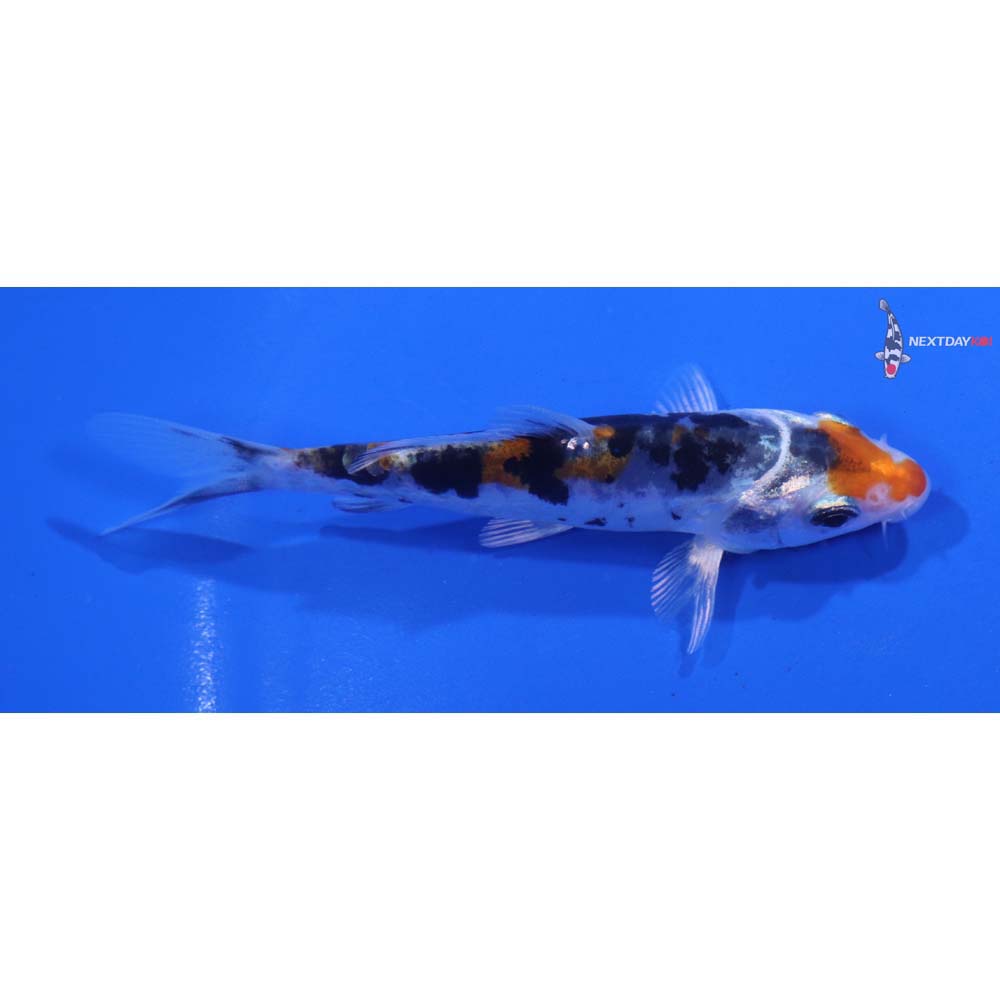 4” Imported Heisei Nishiki