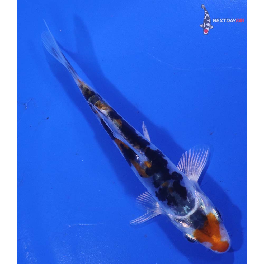4” Imported Heisei Nishiki