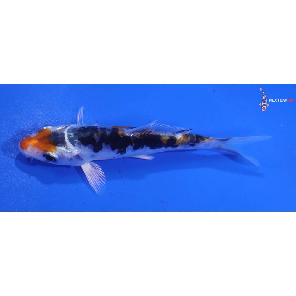 4” Imported Heisei Nishiki