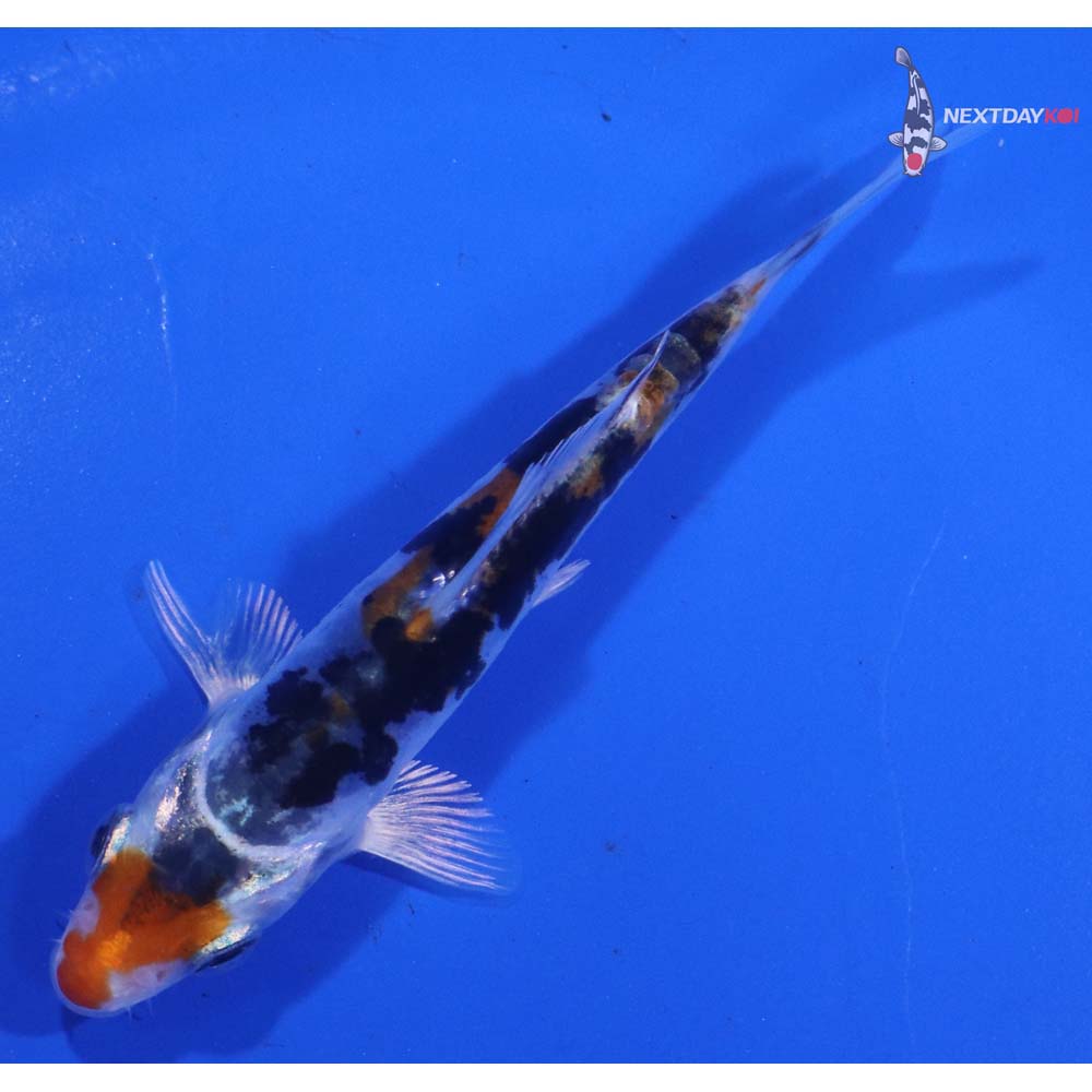 4” Imported Heisei Nishiki
