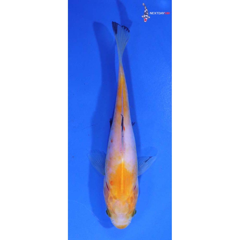 4” Imported Yellow Sarasa Comet