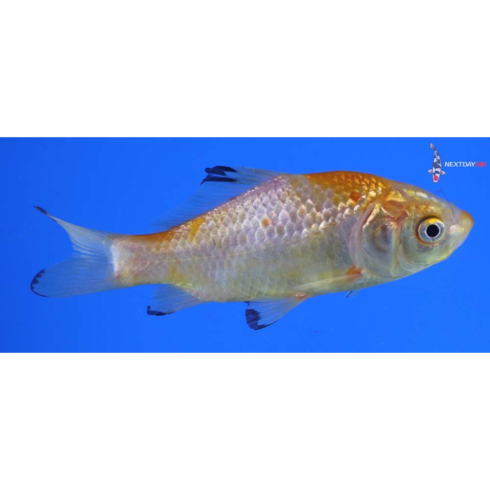 4” Imported Yellow Sarasa Comet