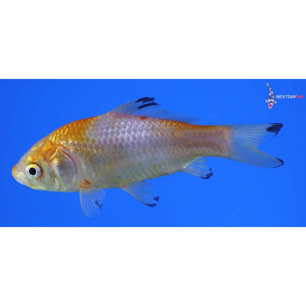4” Imported Yellow Sarasa Comet