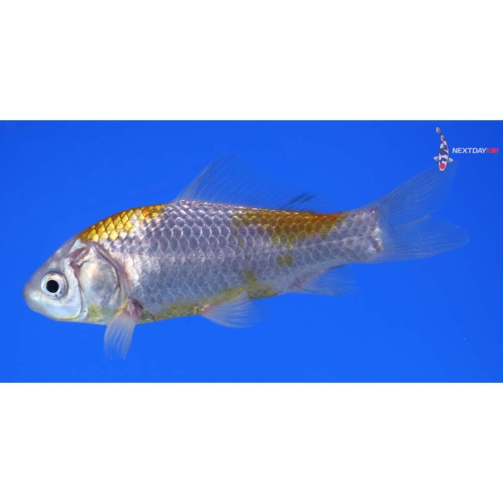 4” Imported Yellow Sarasa Comet