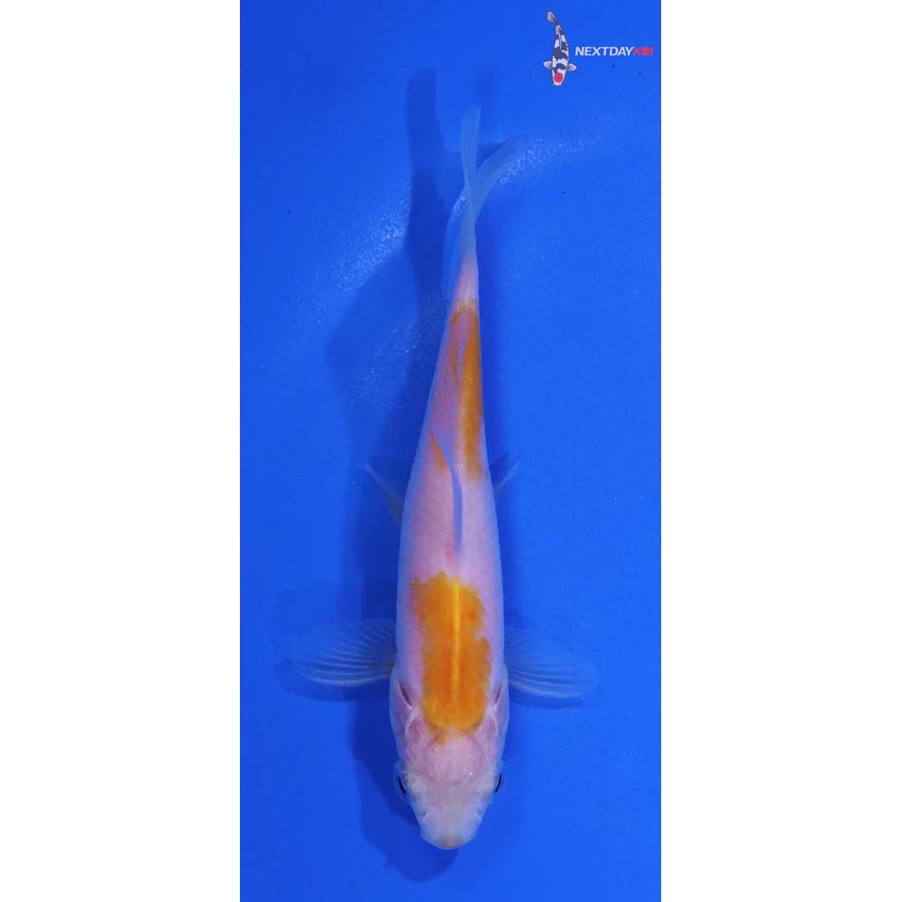 4” Imported Yellow Sarasa Comet