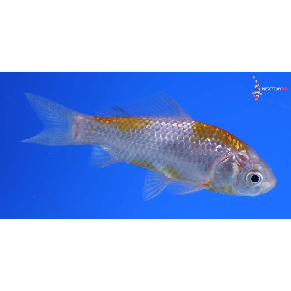 4” Imported Yellow Sarasa Comet
