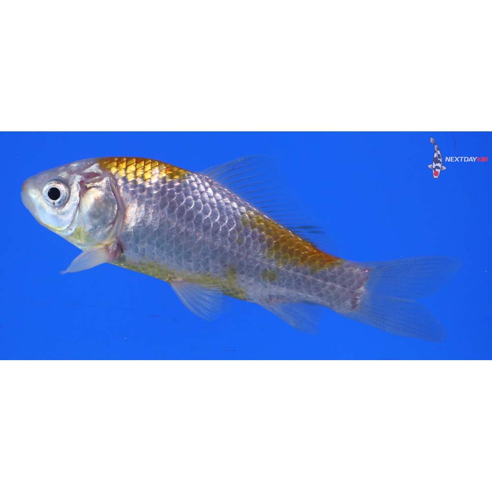 4” Imported Yellow Sarasa Comet