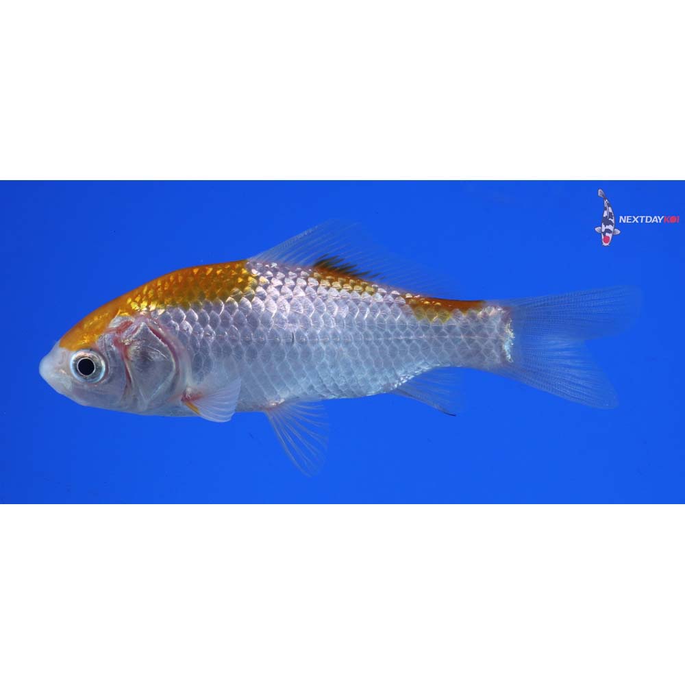4” Imported Yellow Sarasa Comet