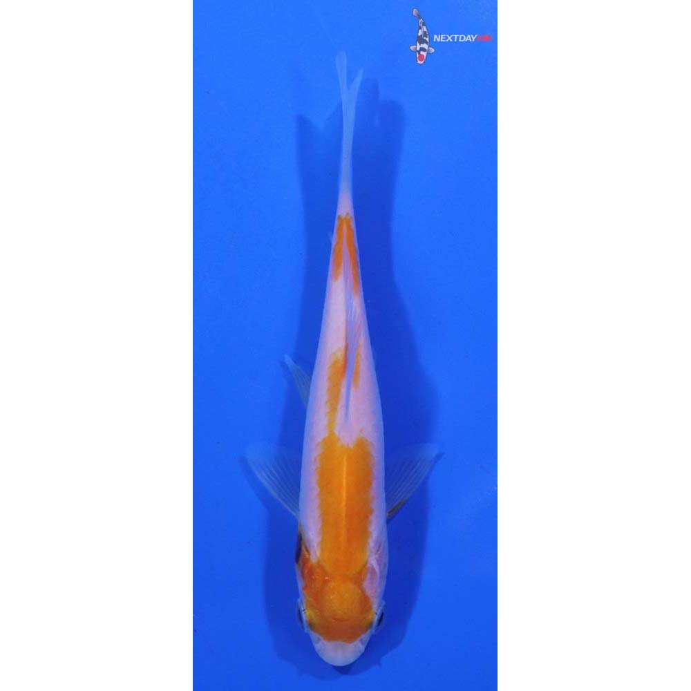 4” Imported Yellow Sarasa Comet