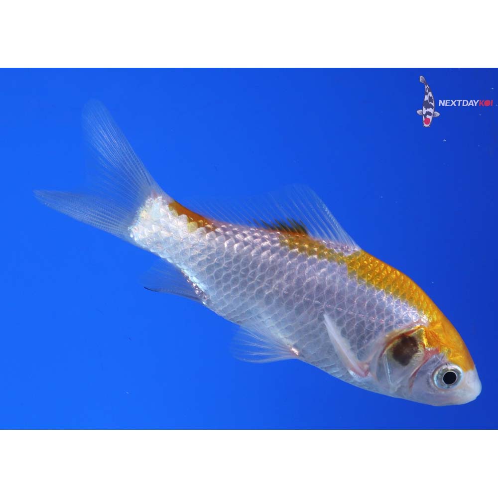 4” Imported Yellow Sarasa Comet