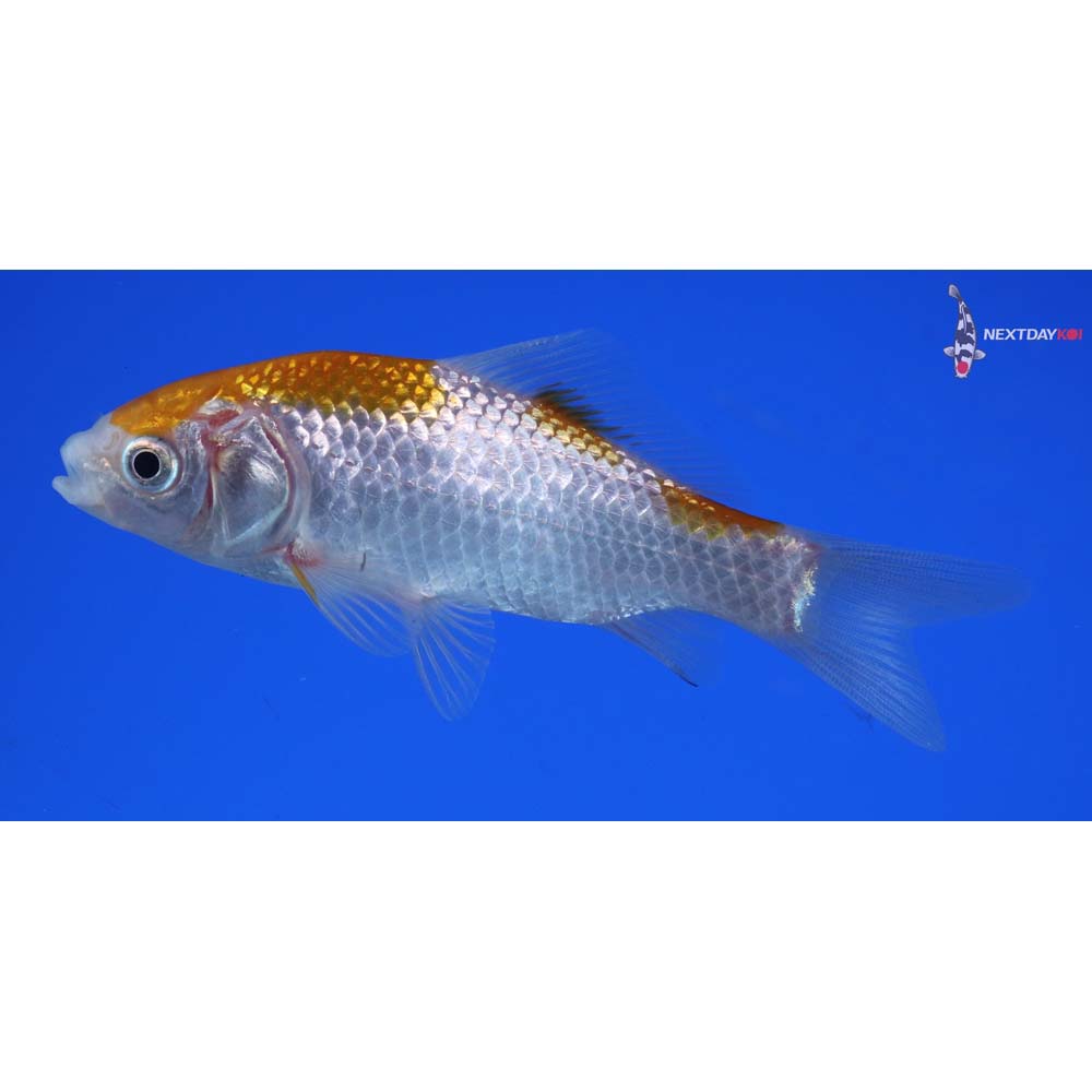 4” Imported Yellow Sarasa Comet