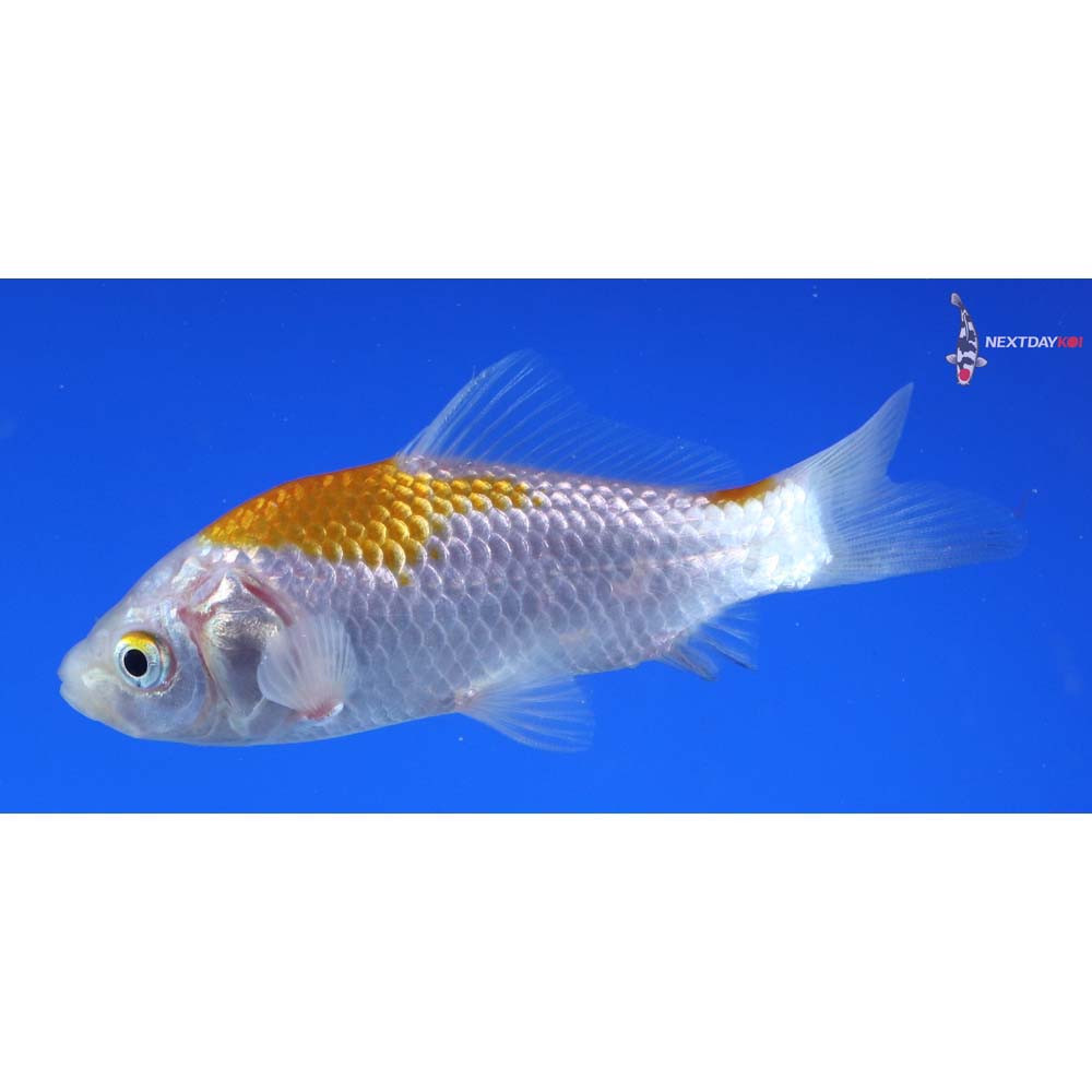 4” Imported Yellow Sarasa Comet