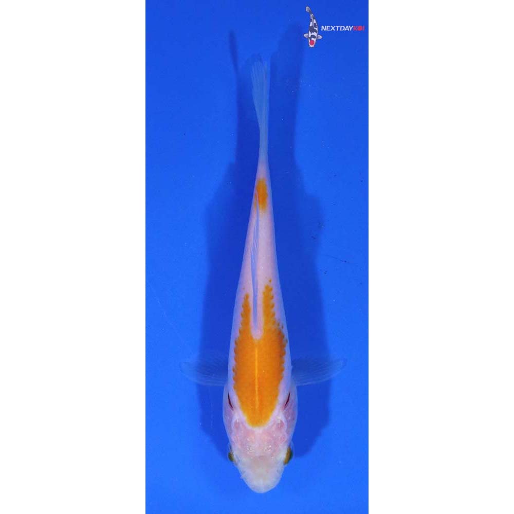 4” Imported Yellow Sarasa Comet