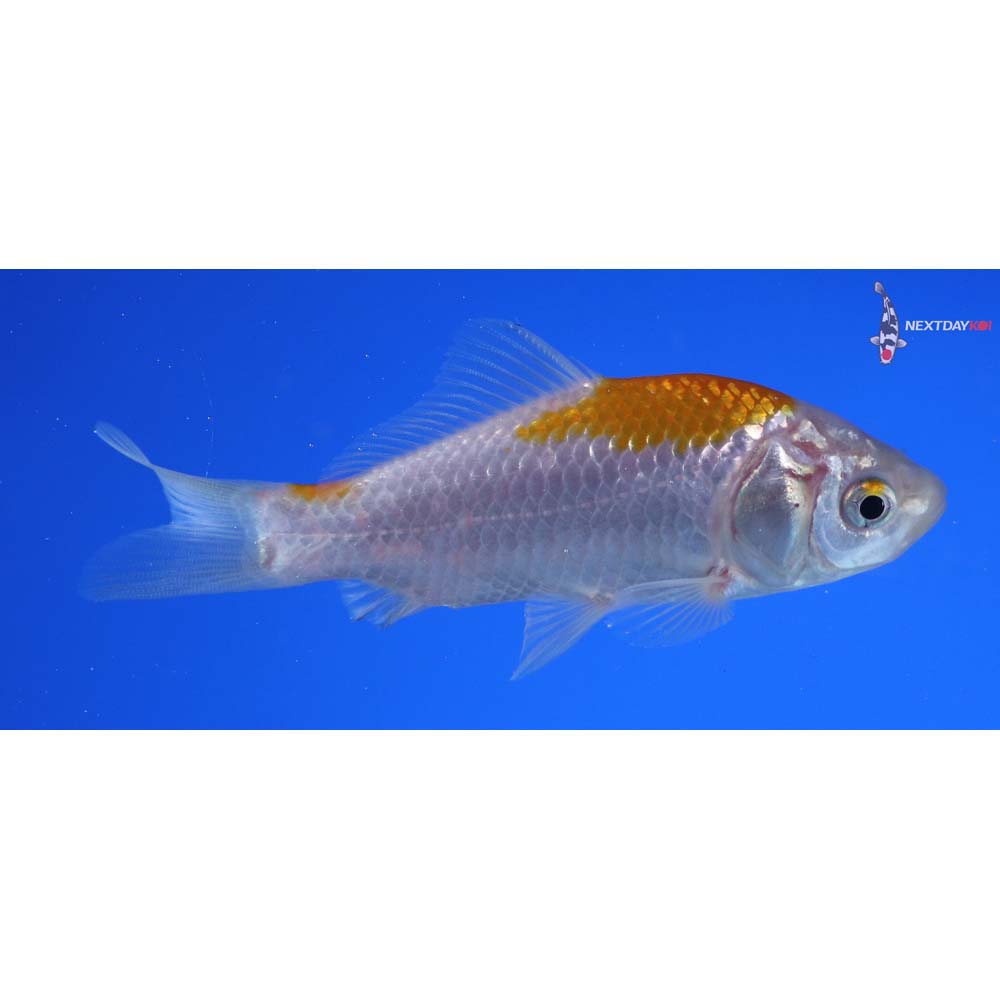 4” Imported Yellow Sarasa Comet