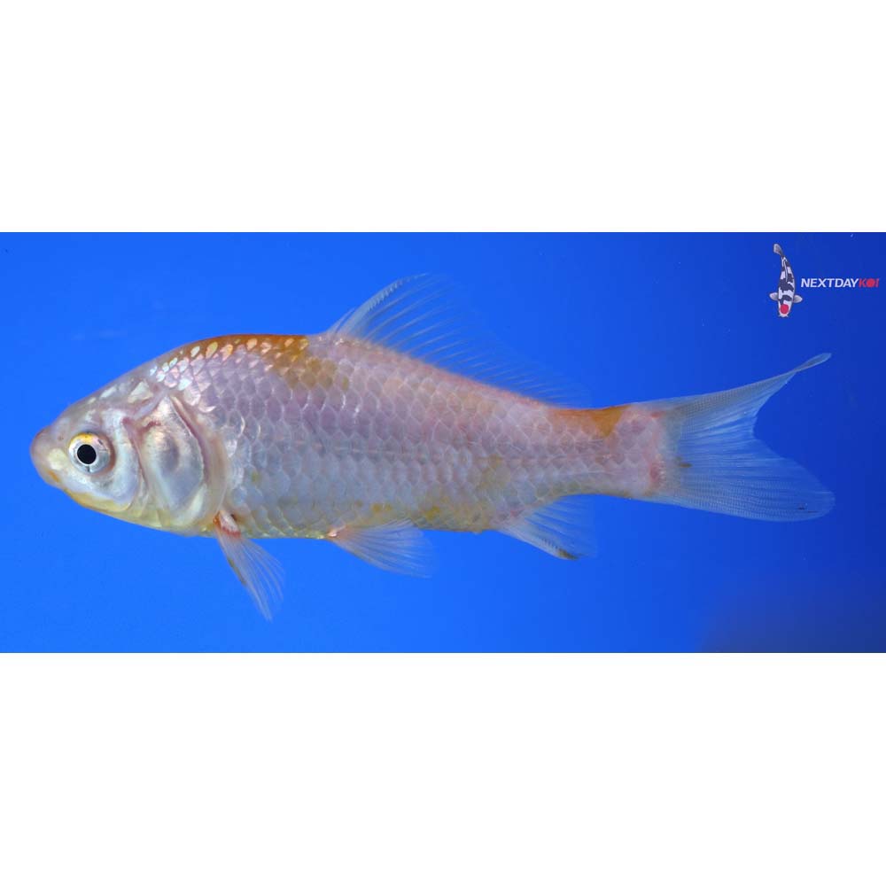 5” Imported Yellow Sarasa Comet