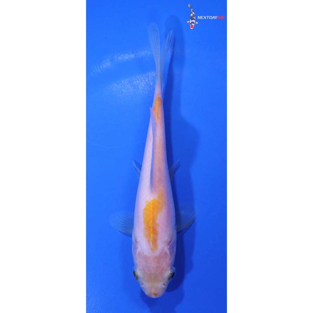 5” Imported Yellow Sarasa Comet