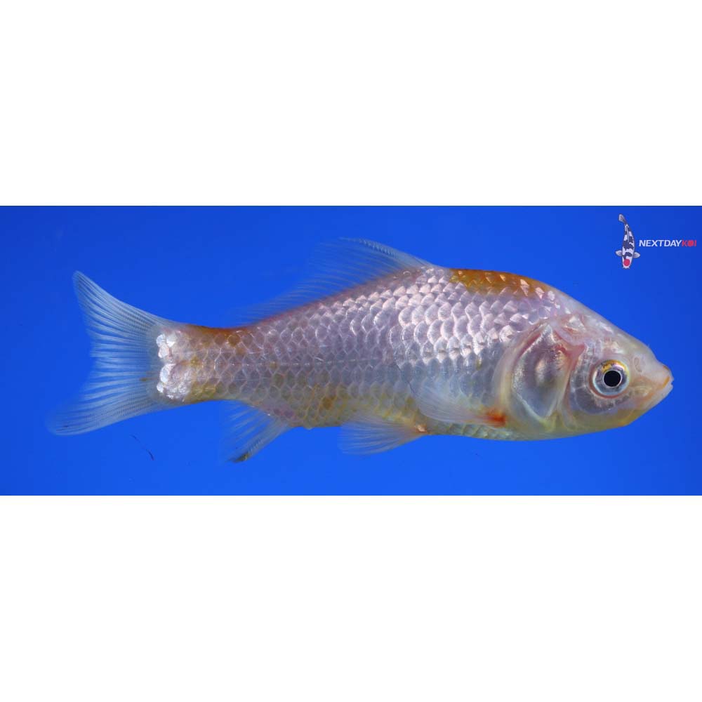 5” Imported Yellow Sarasa Comet