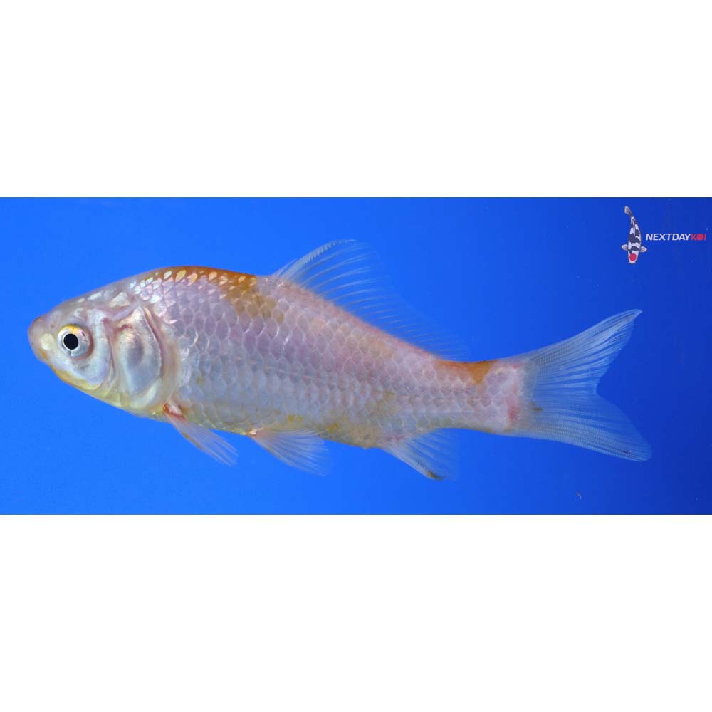 5” Imported Yellow Sarasa Comet