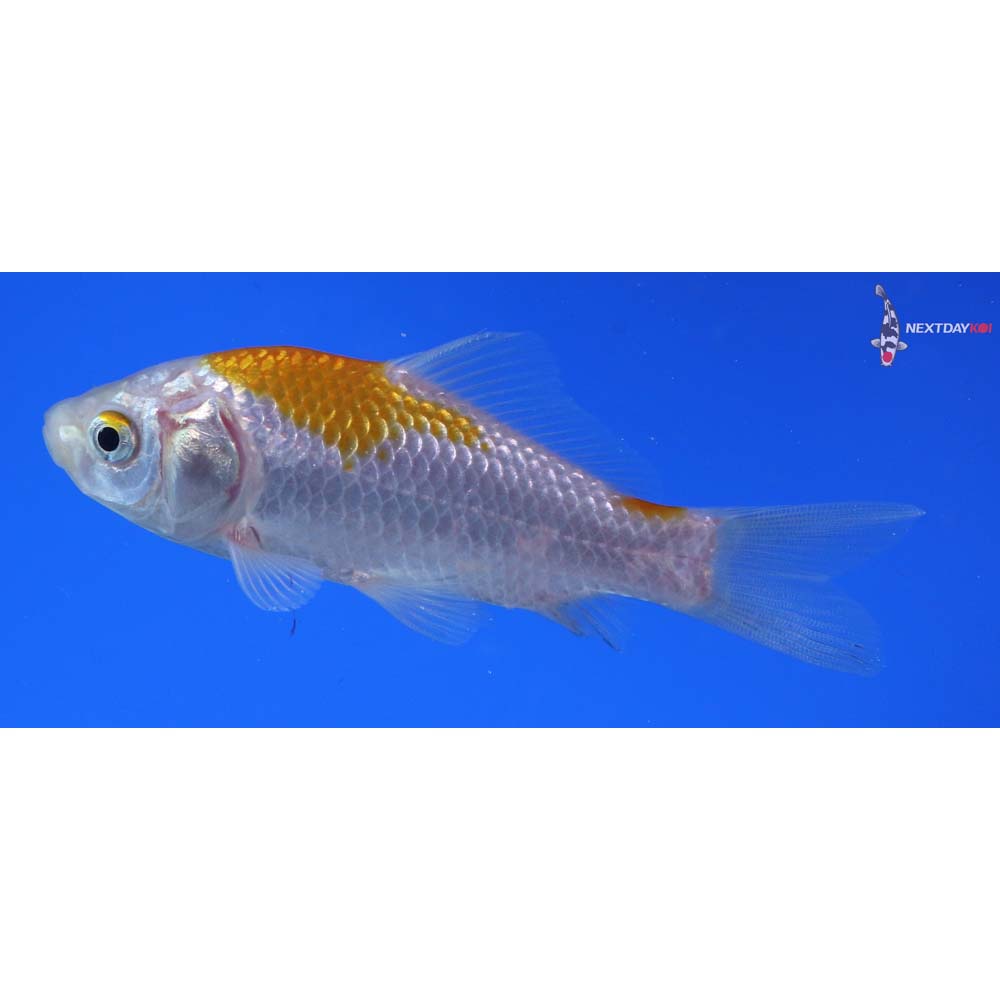 4” Imported Yellow Sarasa Comet