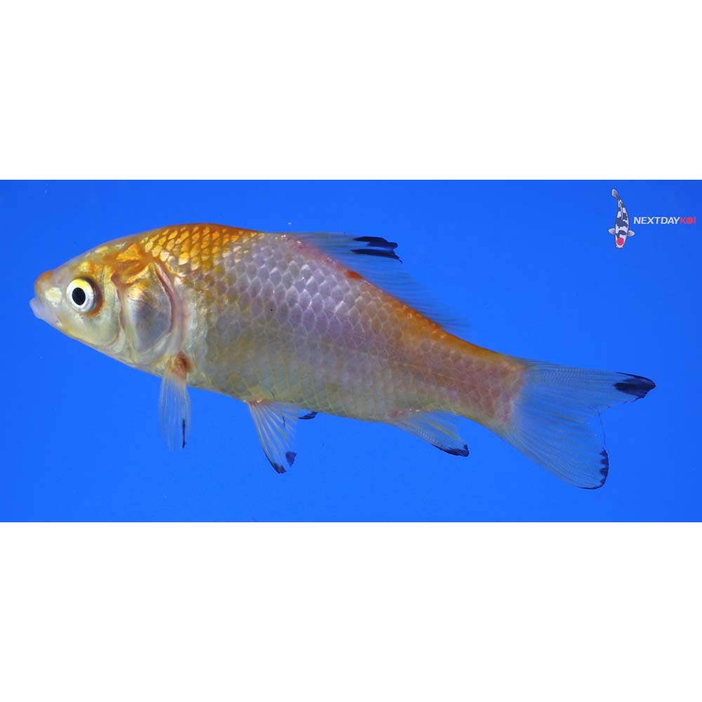 4” Imported Yellow Sarasa Comet