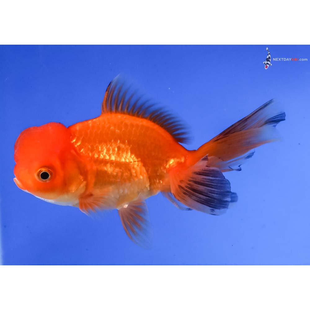 4” Imported Red Oranda