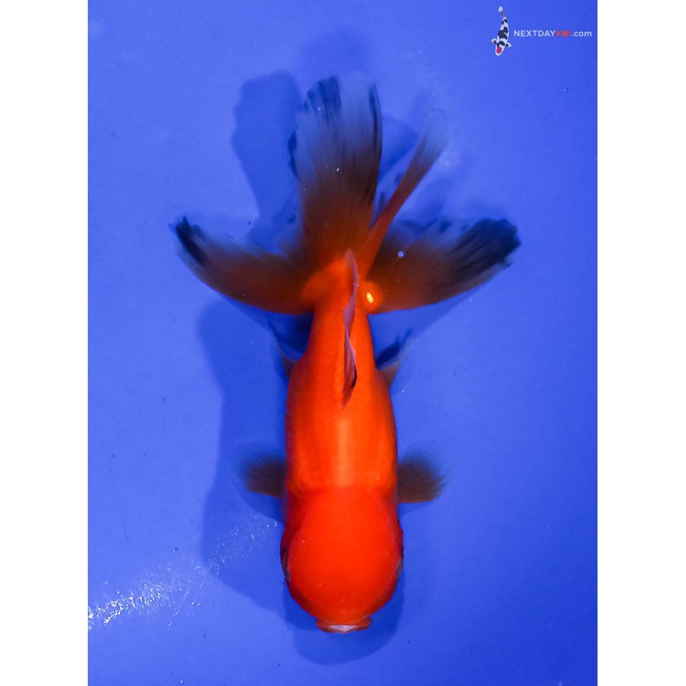 4” Imported Red Oranda