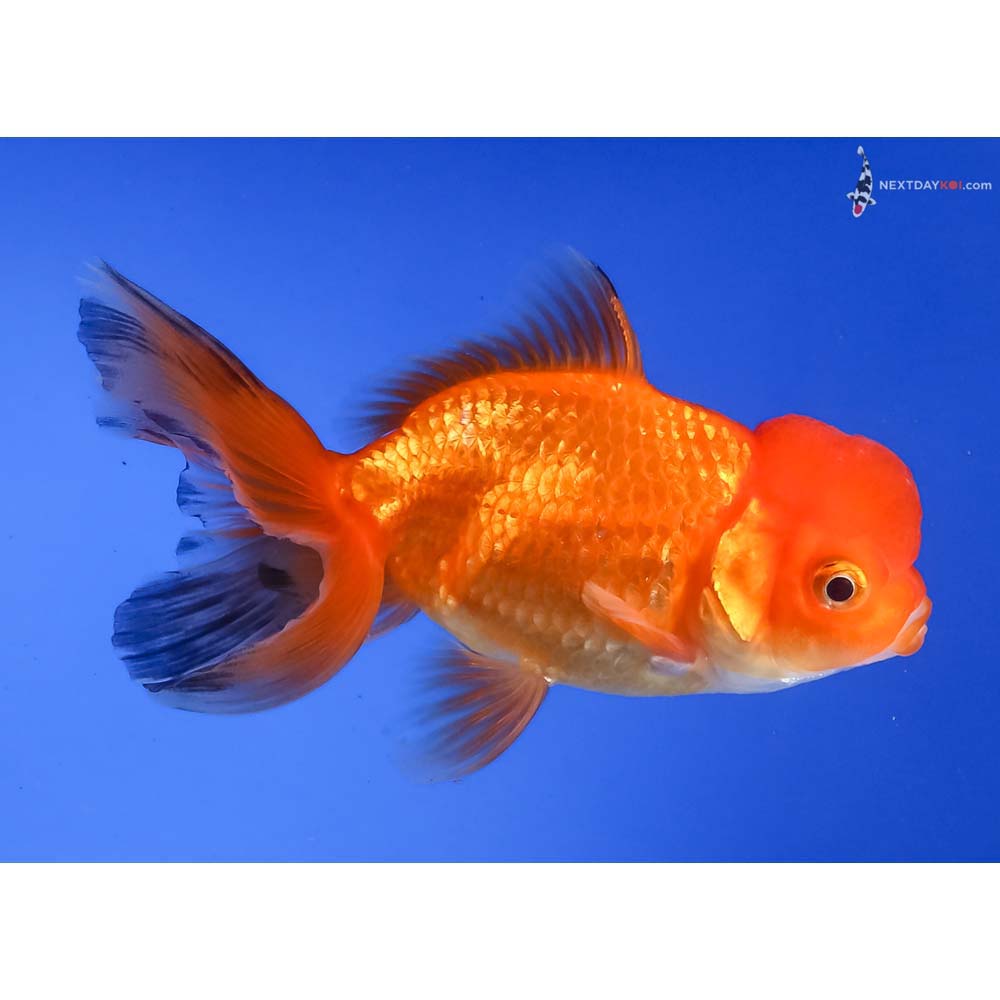 4” Imported Red Oranda