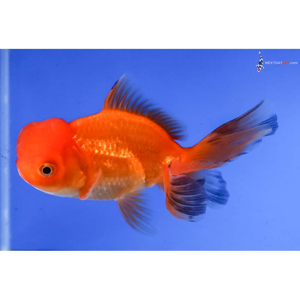 4” Imported Red Oranda