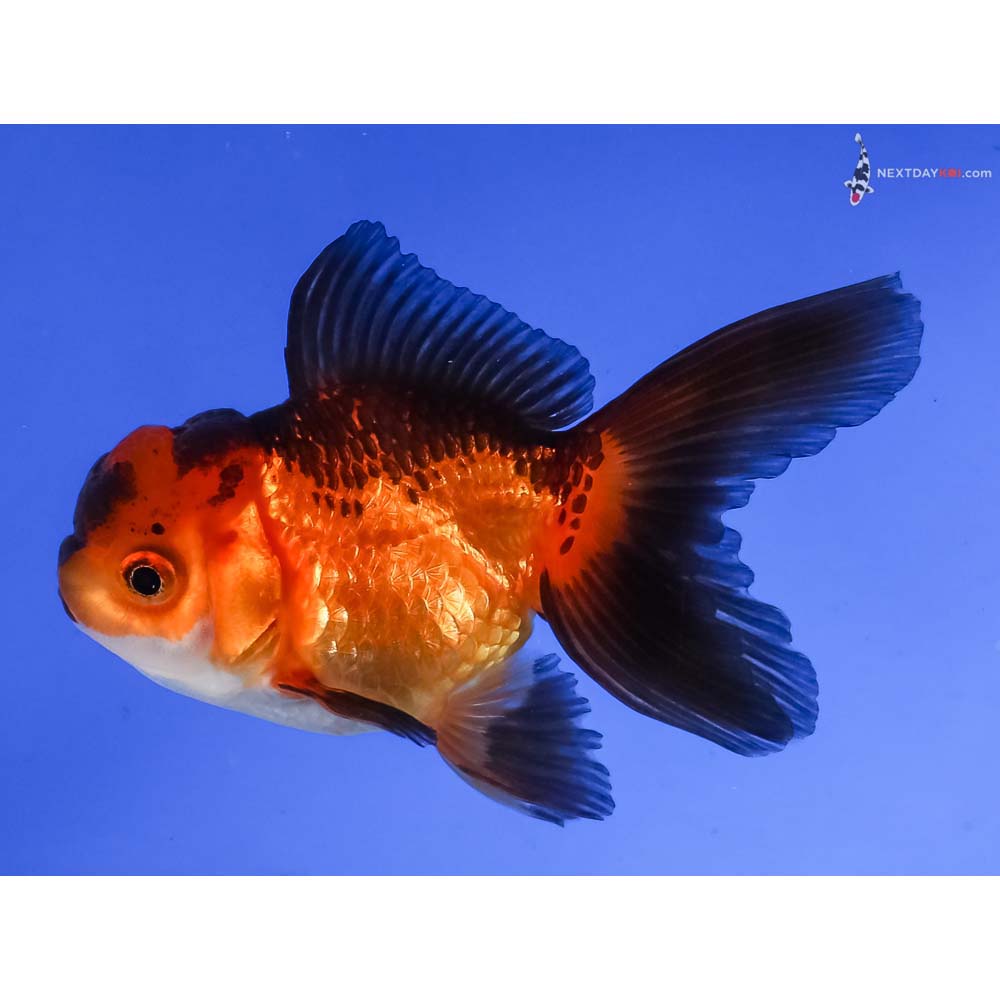4” Imported Tri Color Oranda