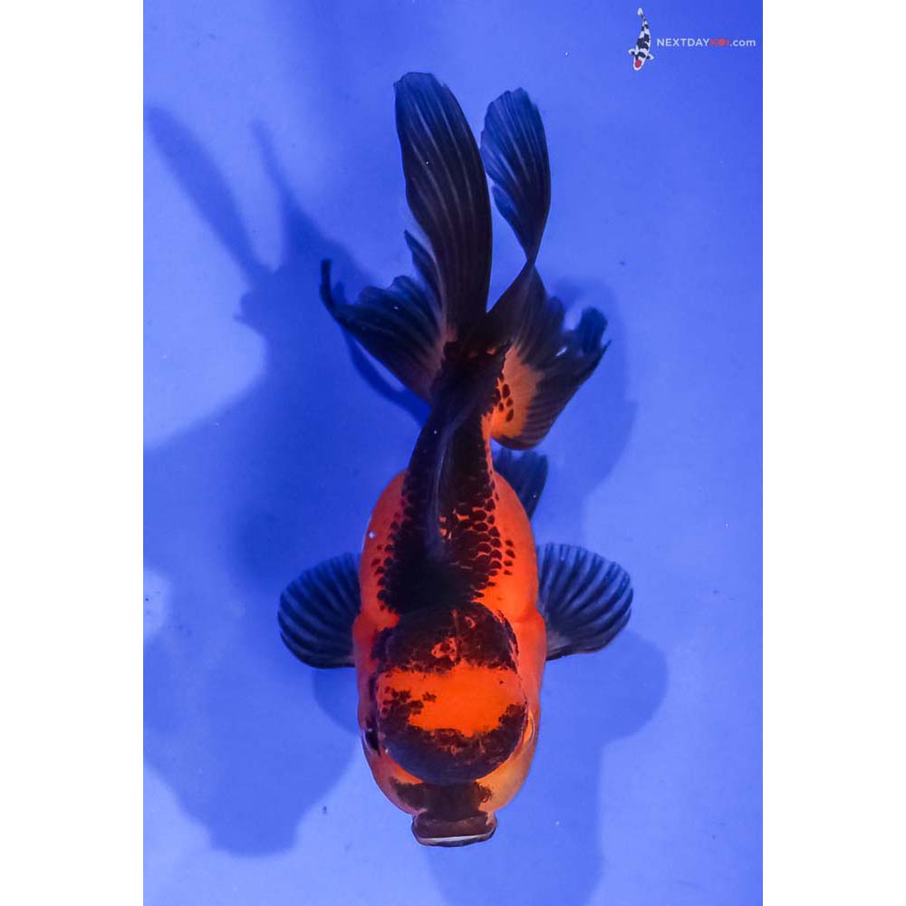 4” Imported Tri Color Oranda