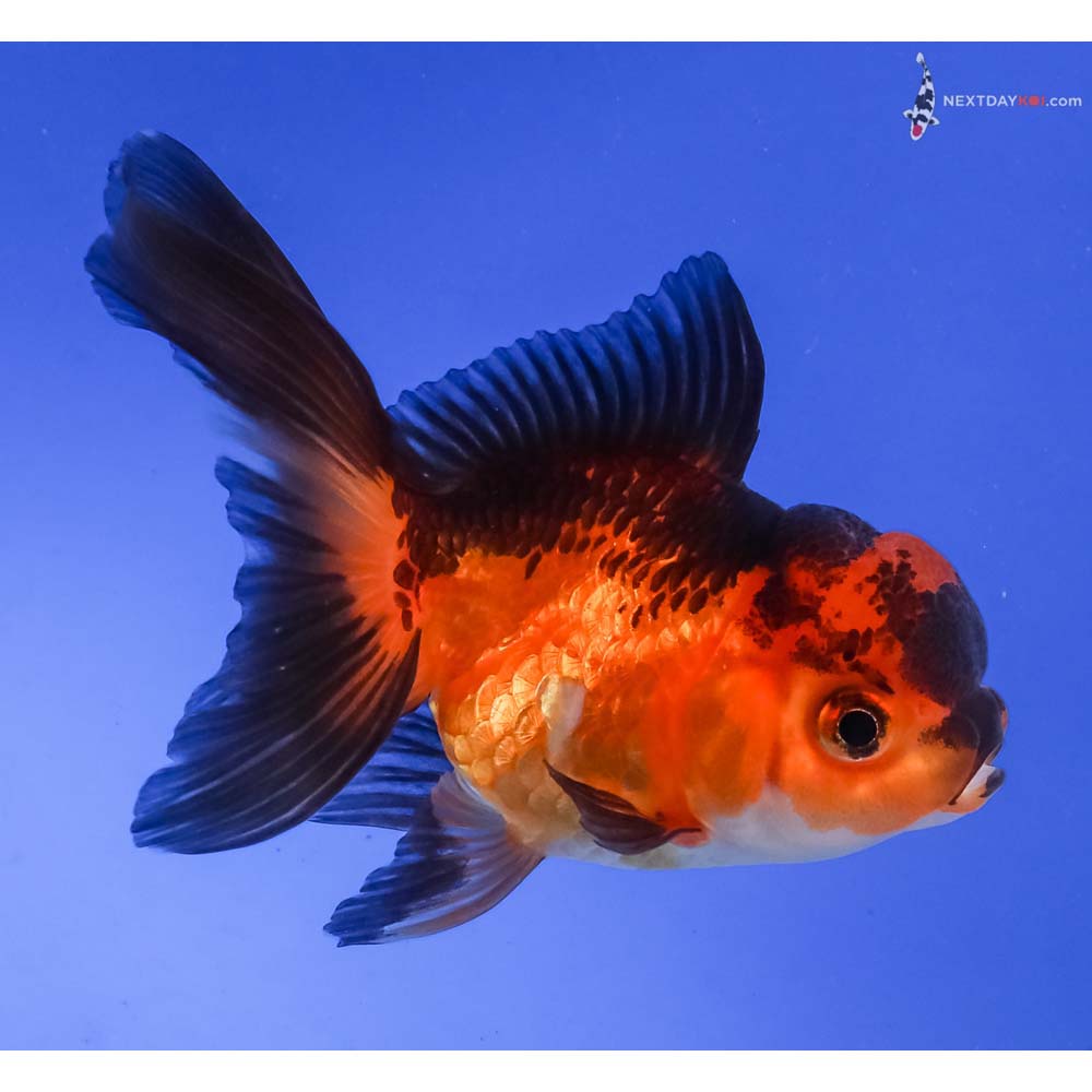 4” Imported Tri Color Oranda