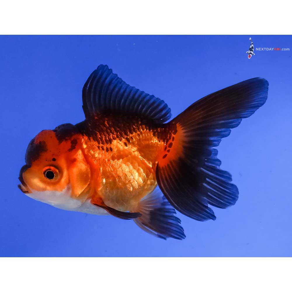 4” Imported Tri Color Oranda