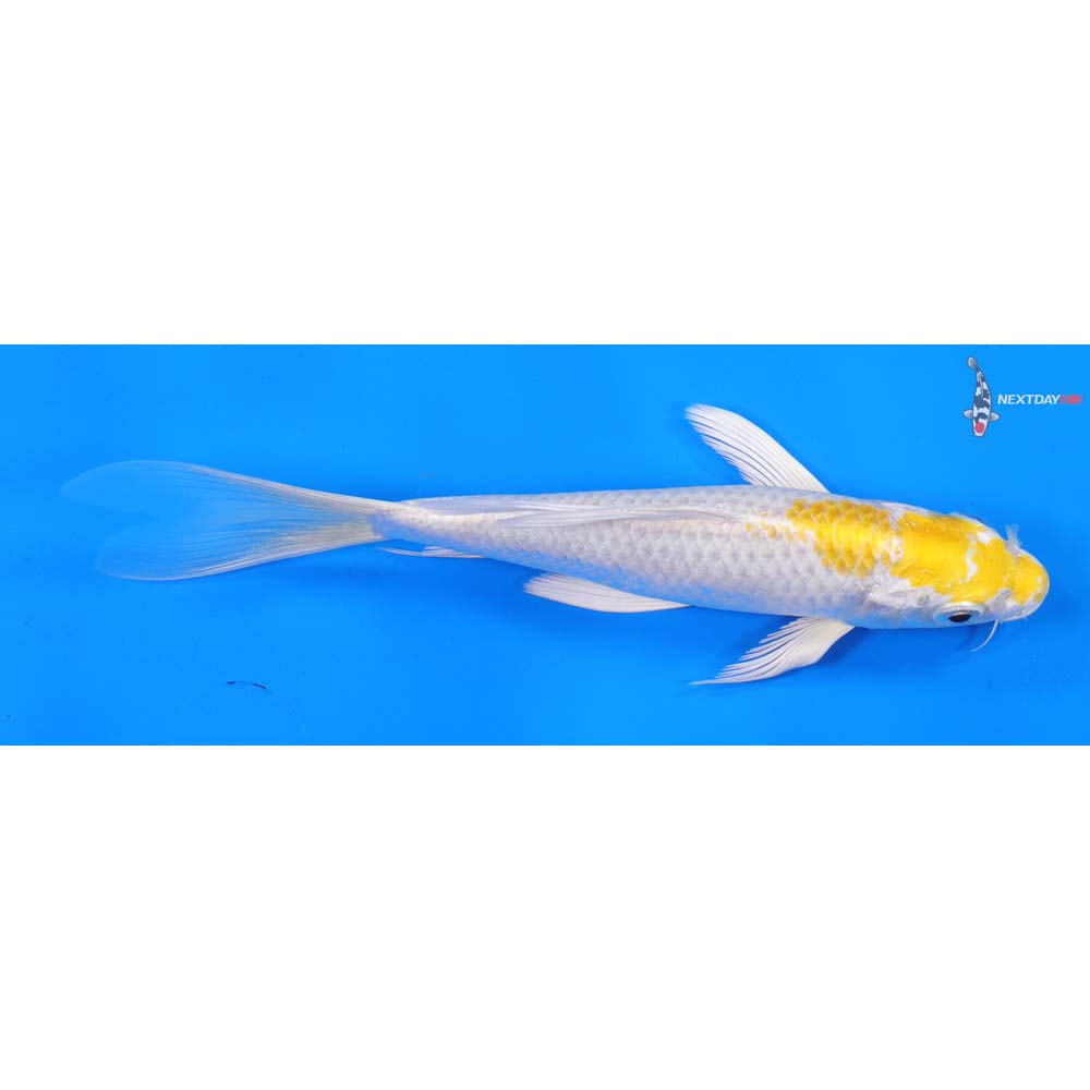 7” Imported Lemon Hariwake Butterfly Koi