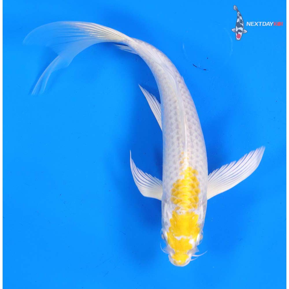 7” Imported Lemon Hariwake Butterfly Koi