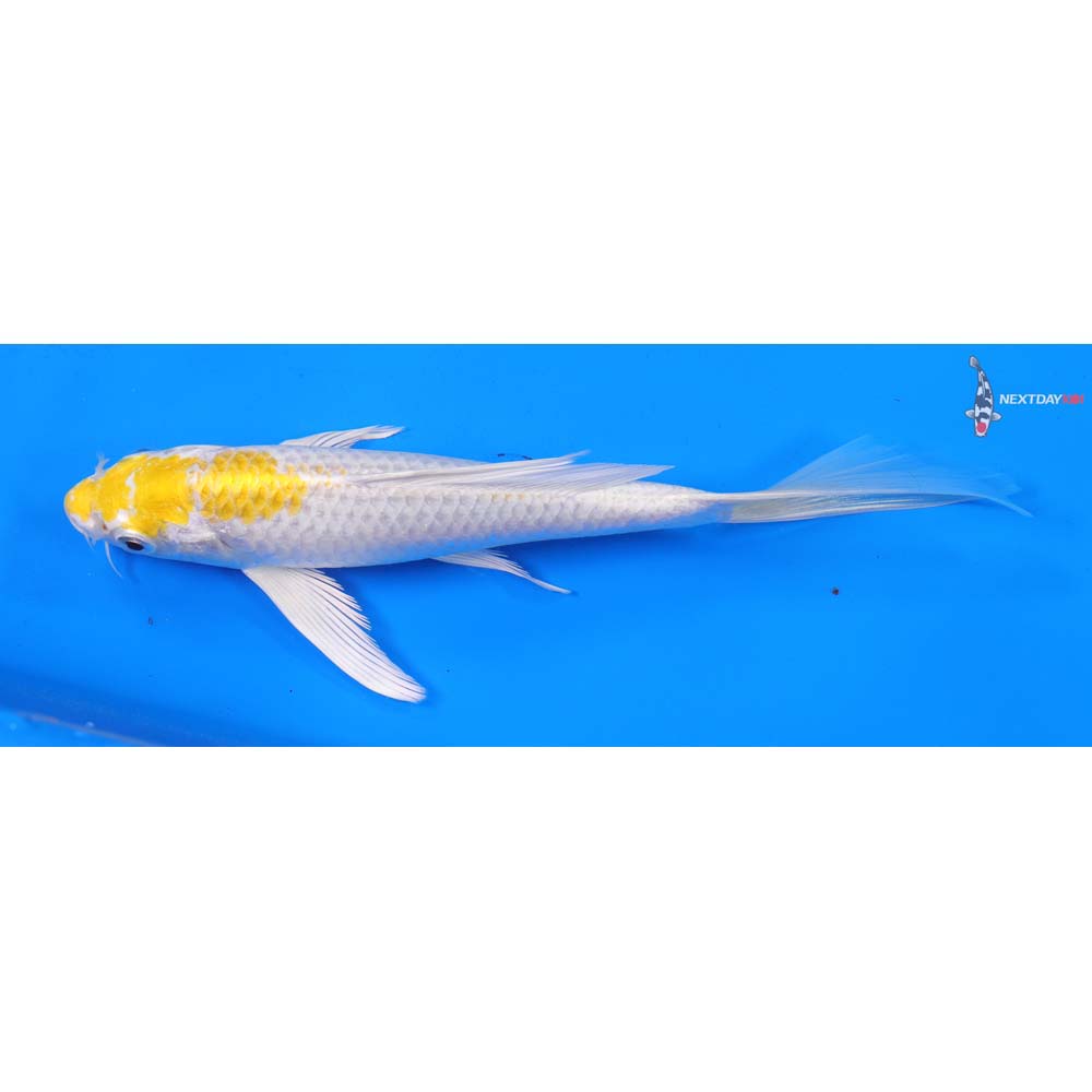 7” Imported Lemon Hariwake Butterfly Koi