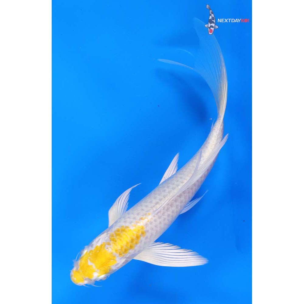 7” Imported Lemon Hariwake Butterfly Koi