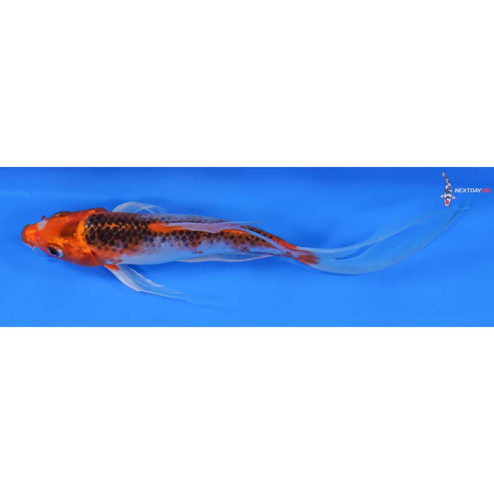 7” Imported Kujaku Butterfly Koi