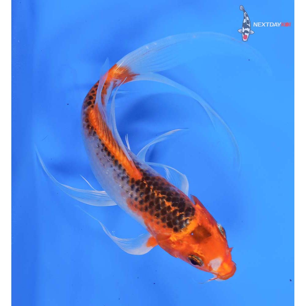 7” Imported Kujaku Butterfly Koi