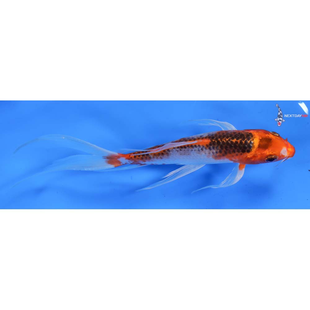 7” Imported Kujaku Butterfly Koi