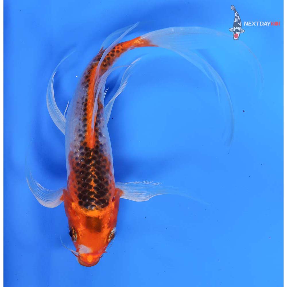 7” Imported Kujaku Butterfly Koi
