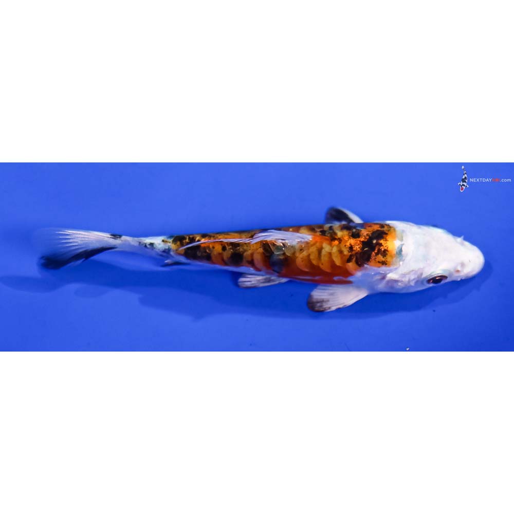 4.5” Imported Heisei Nishiki