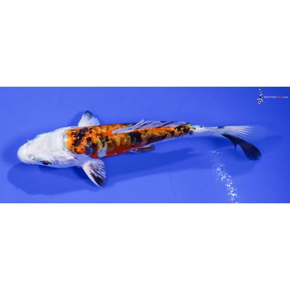 4.5” Imported Heisei Nishiki