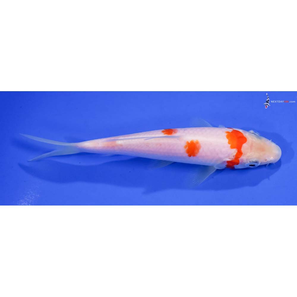 5” Imported Kohaku