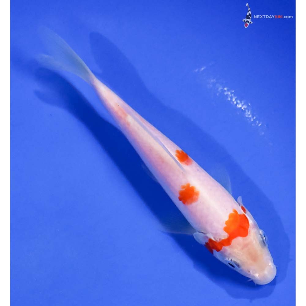 5” Imported Kohaku