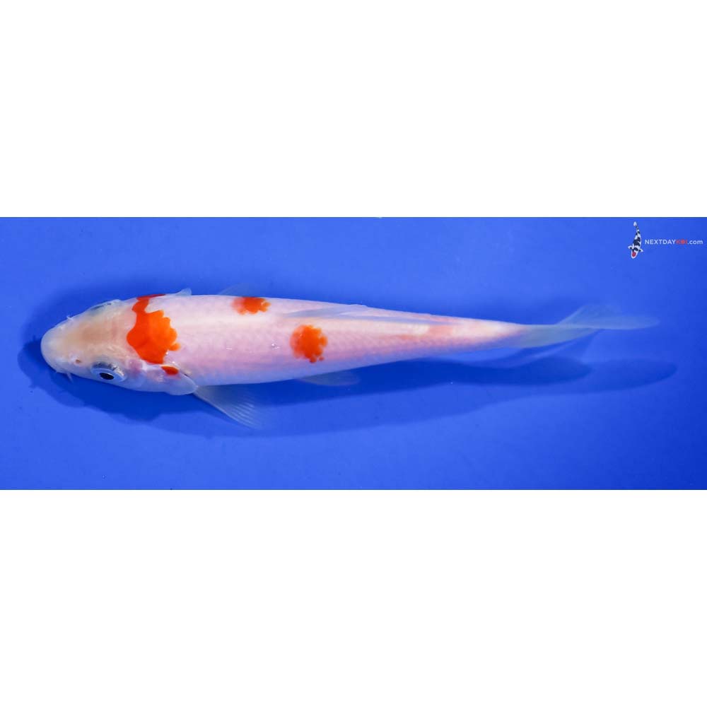 5” Imported Kohaku