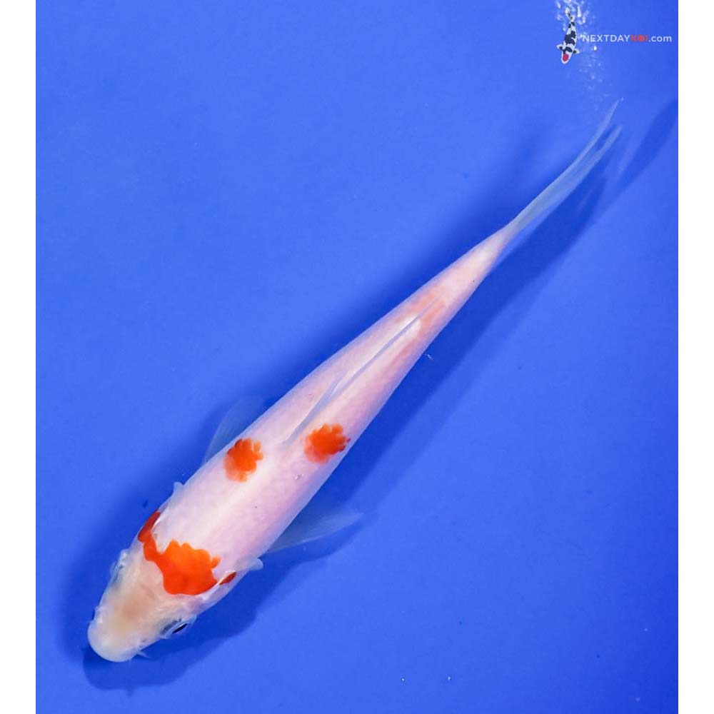 5” Imported Kohaku