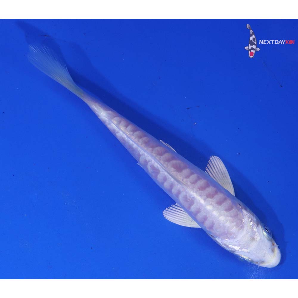4” Imported Doitsu Platinum Ogon