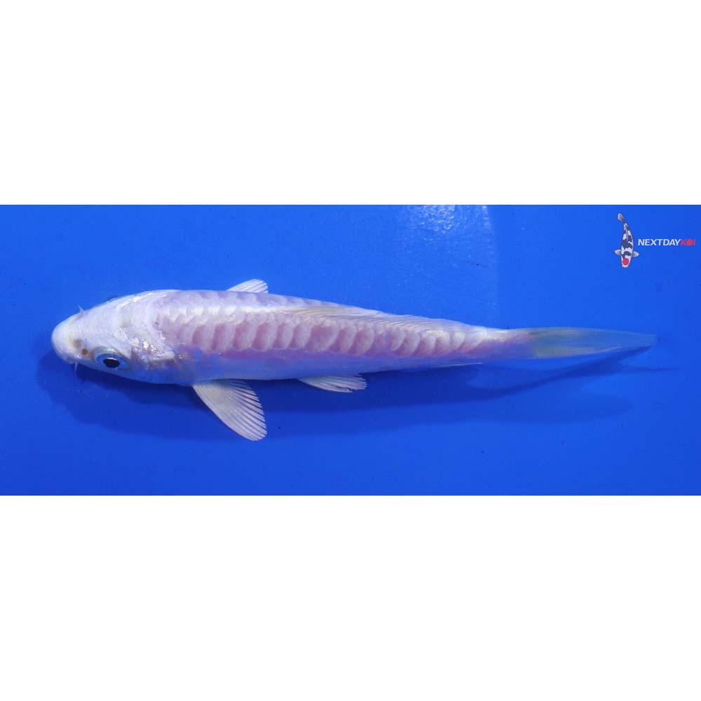 4” Imported Doitsu Platinum Ogon