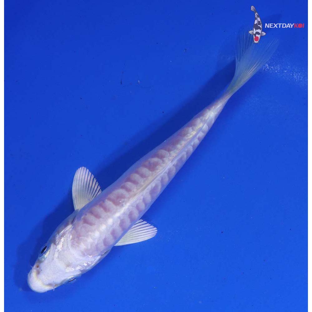 4” Imported Doitsu Platinum Ogon