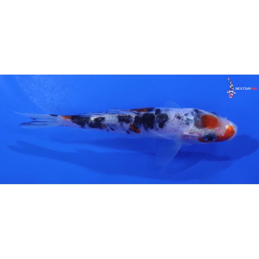 4” Imported Doitsu Sanke